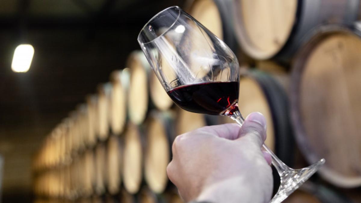 closeup_hand_with_glass_red_wine_background_wooden_oak_barrels_stacked_straight_rows_order_old_cellar_winery_128384_17_13471300
