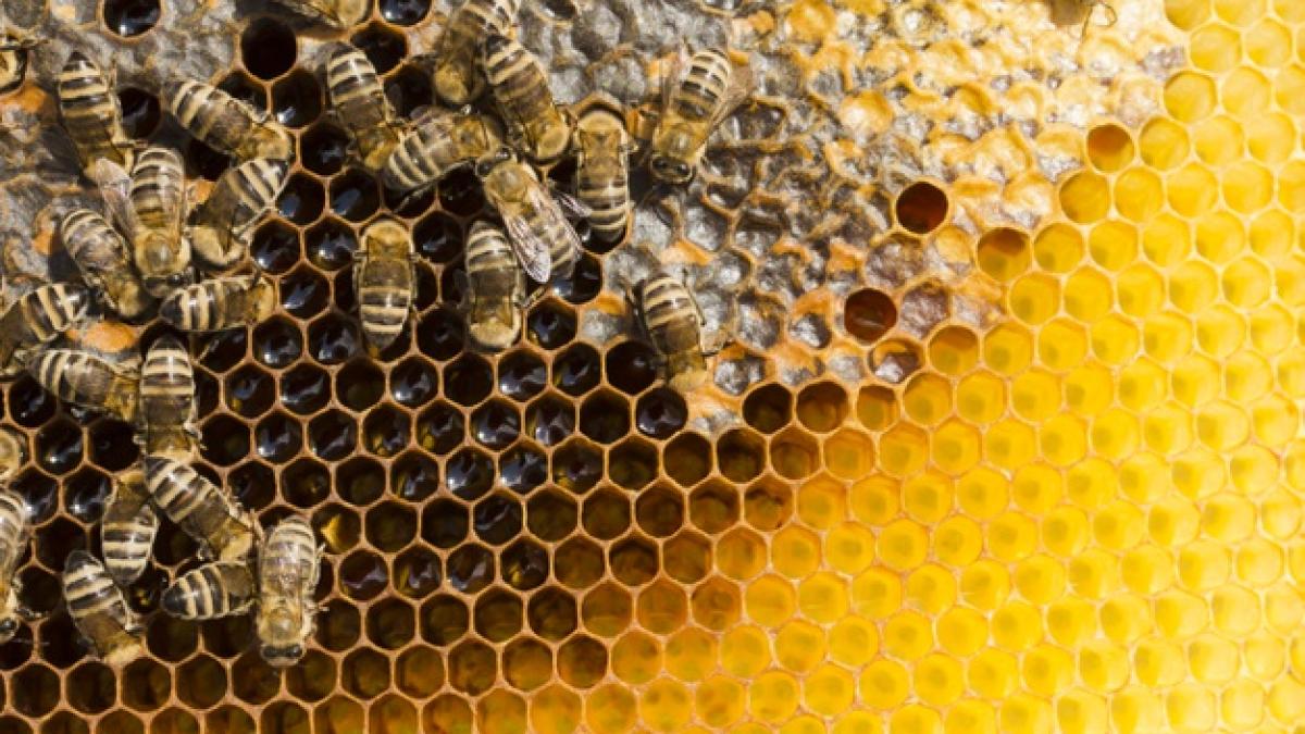 honeycomb_with_bees_23_2148173014_22128800