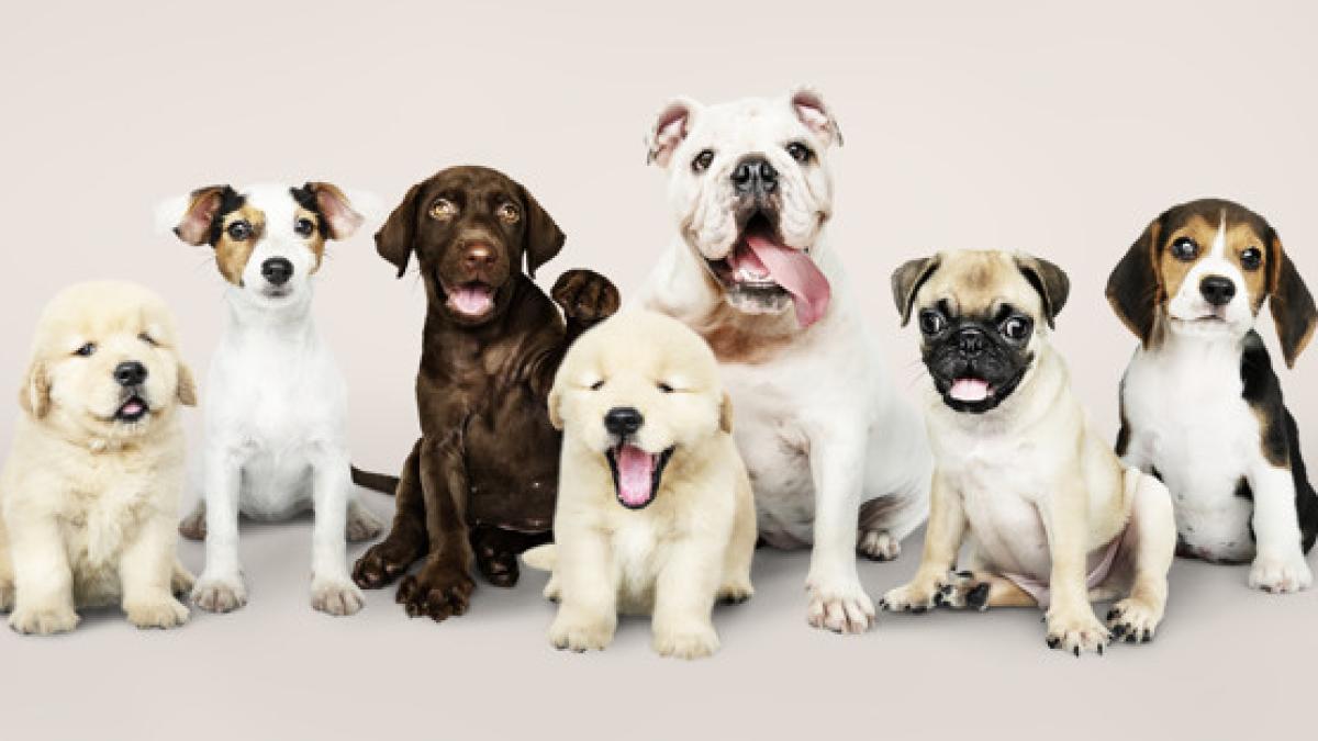 group_portrait_adorable_puppies_53876_64796_57429100