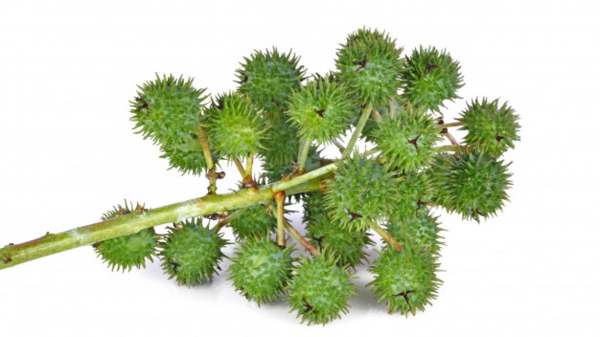 castor_oil_plant_white_background_63834_135_82823000
