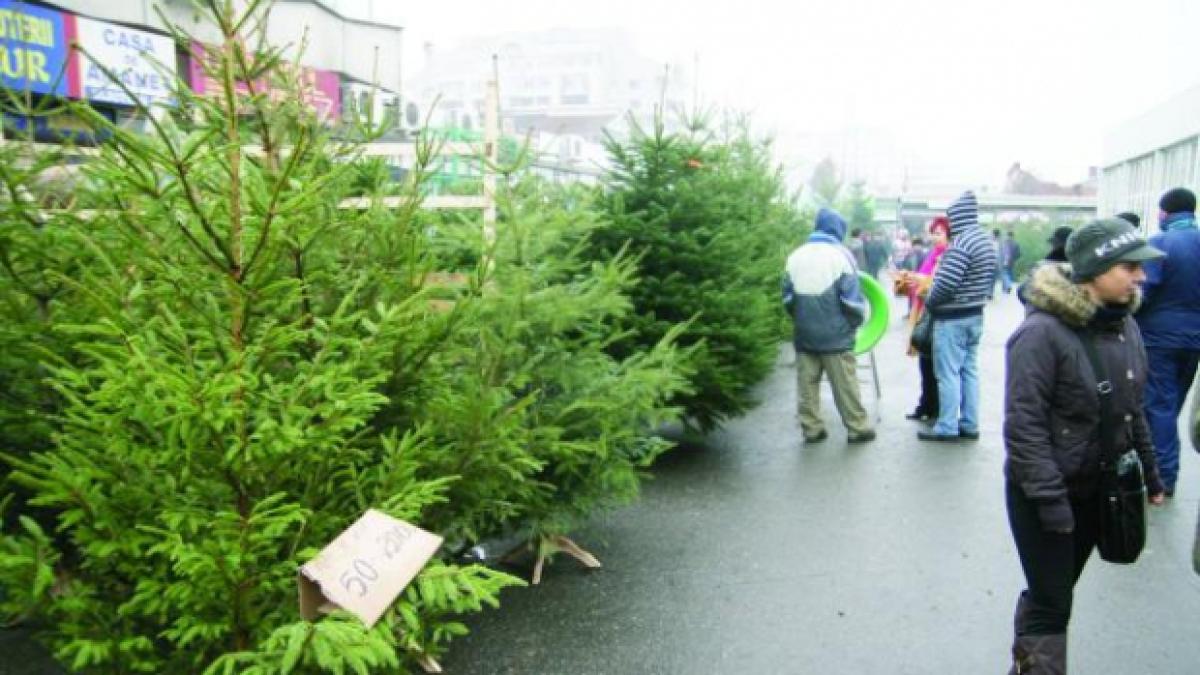 brazi_in_piete_70338100