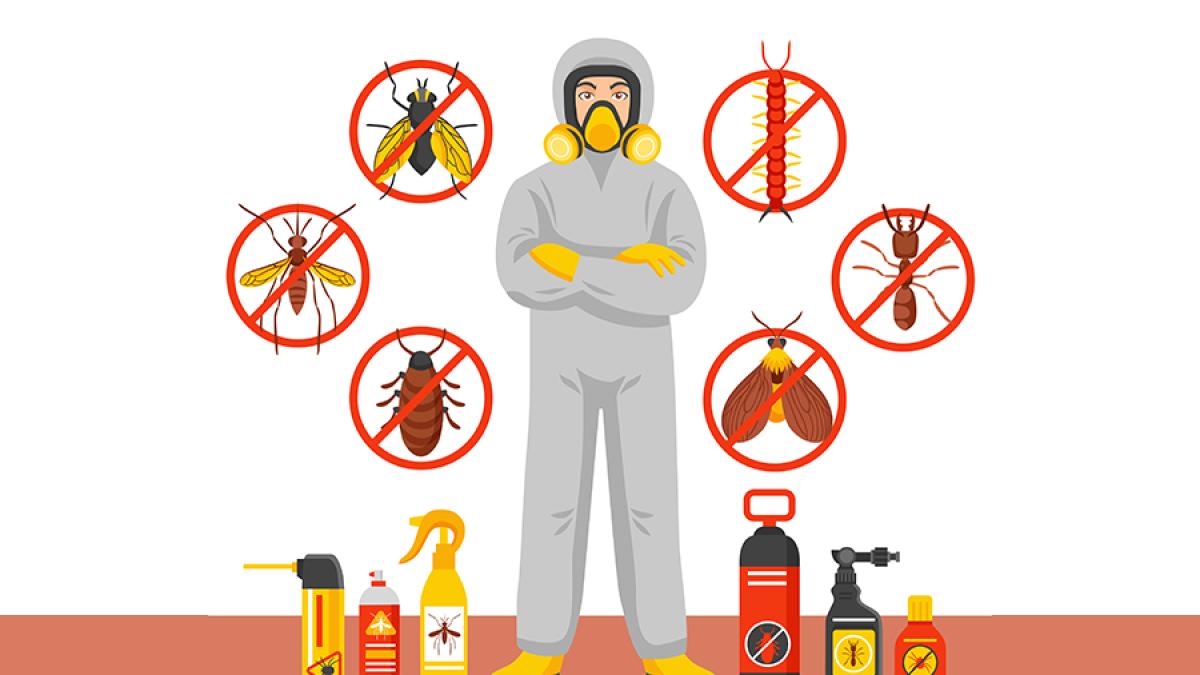 dezinsectie_74516600