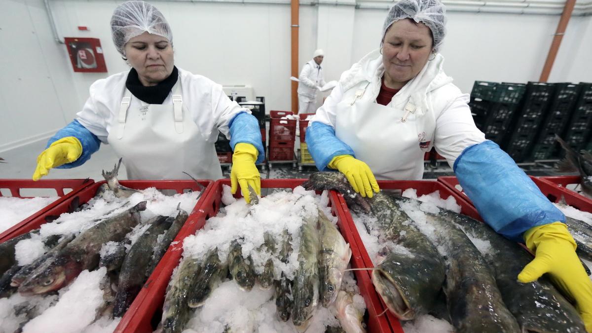 bursa_de_peste_de_la_tulcea__83273700