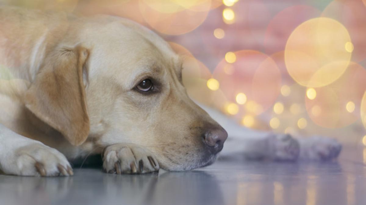 dog_is_sad_one_christmas_night_114106_297_06482400
