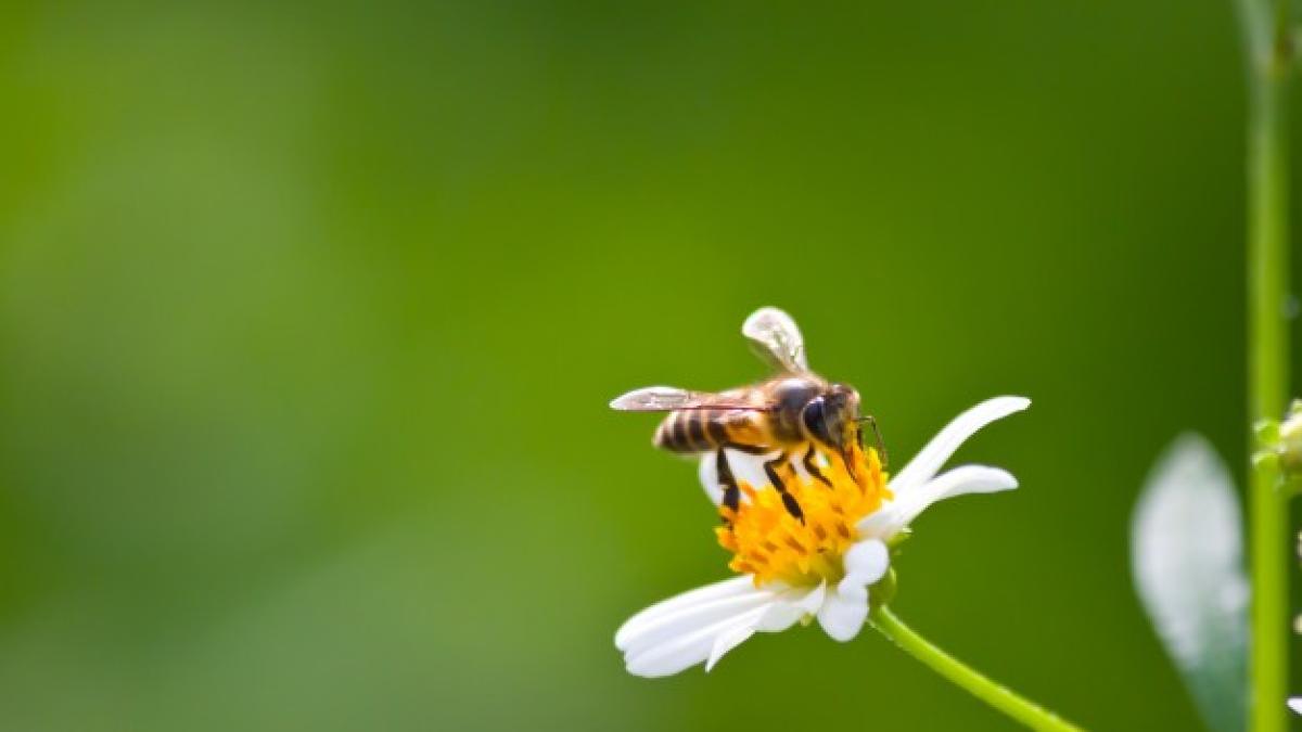 background_flora_spring_closeup_petal_1172_437_17728300