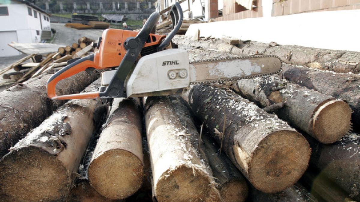 lemn_drujba_busteni_01754400