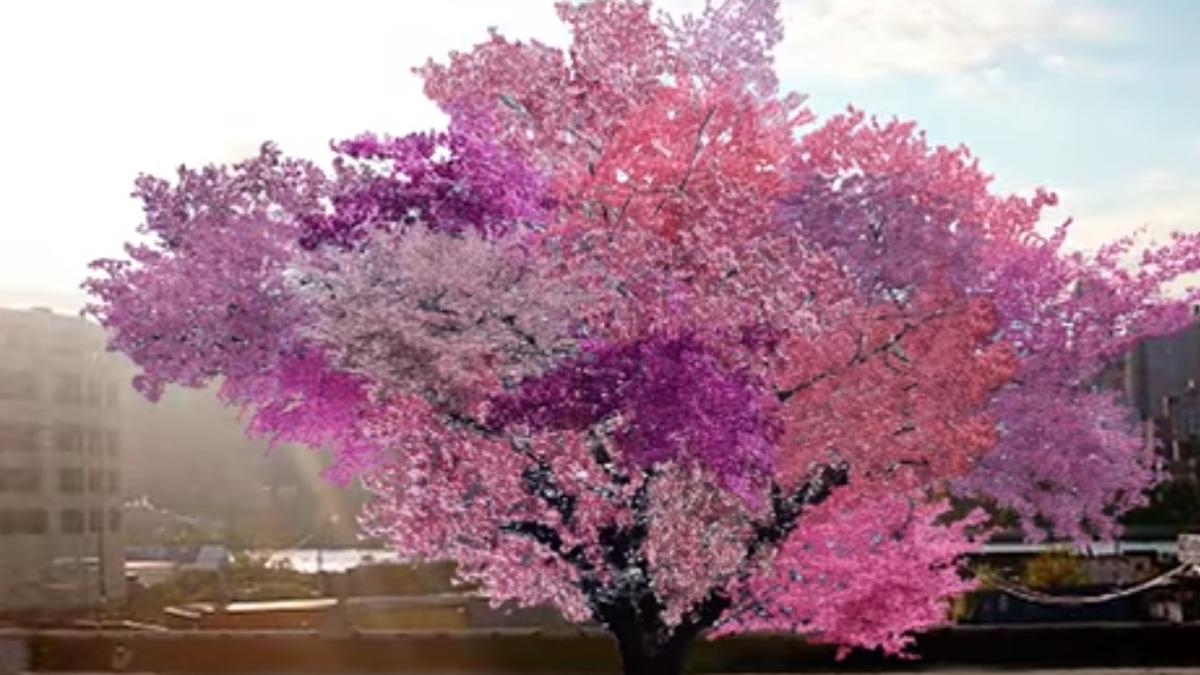 Pomul minune. Produce 40 de tipuri de fructe (VIDEO)