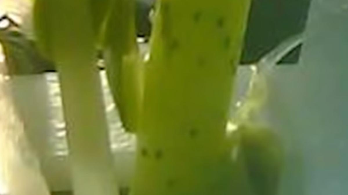 Chinezii au reușit. Prima plantă crescută pe lună (VIDEO)