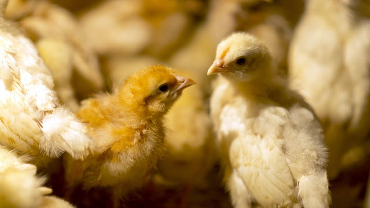 2509422_resize_41835900