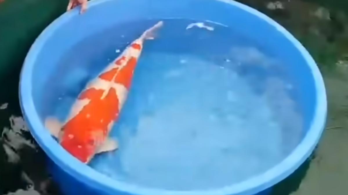 Cea mai scumpă specie de pește din lume (VIDEO)