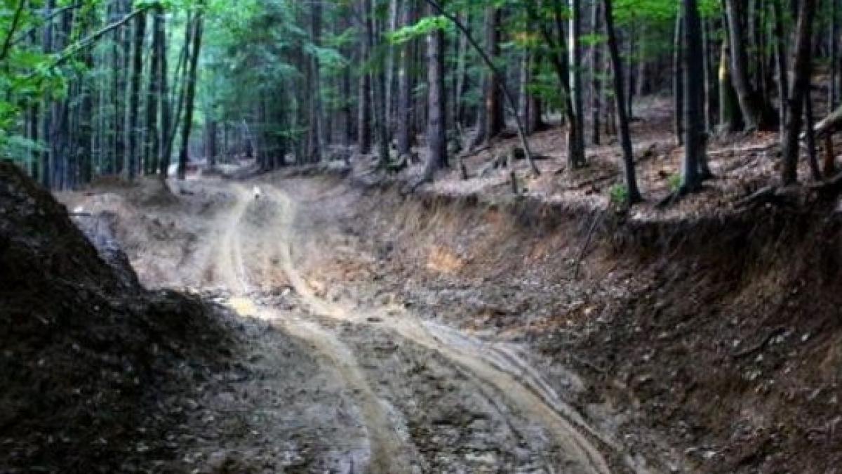 drum_forestier_39049300