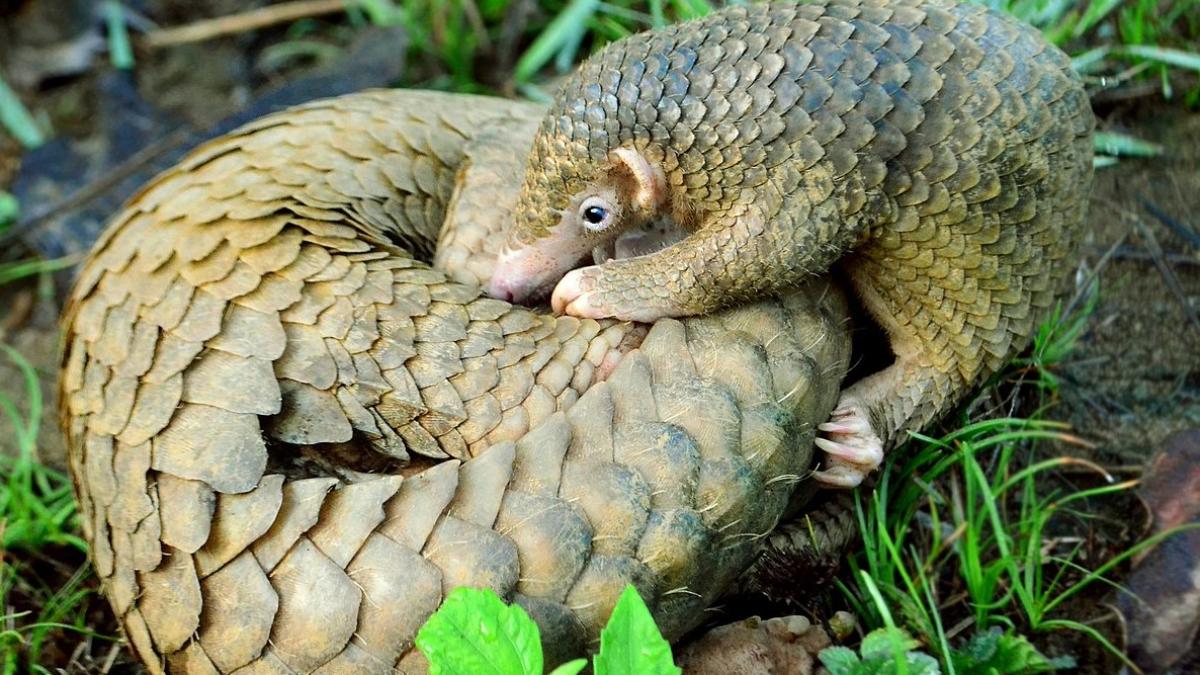 pangolini_85986800