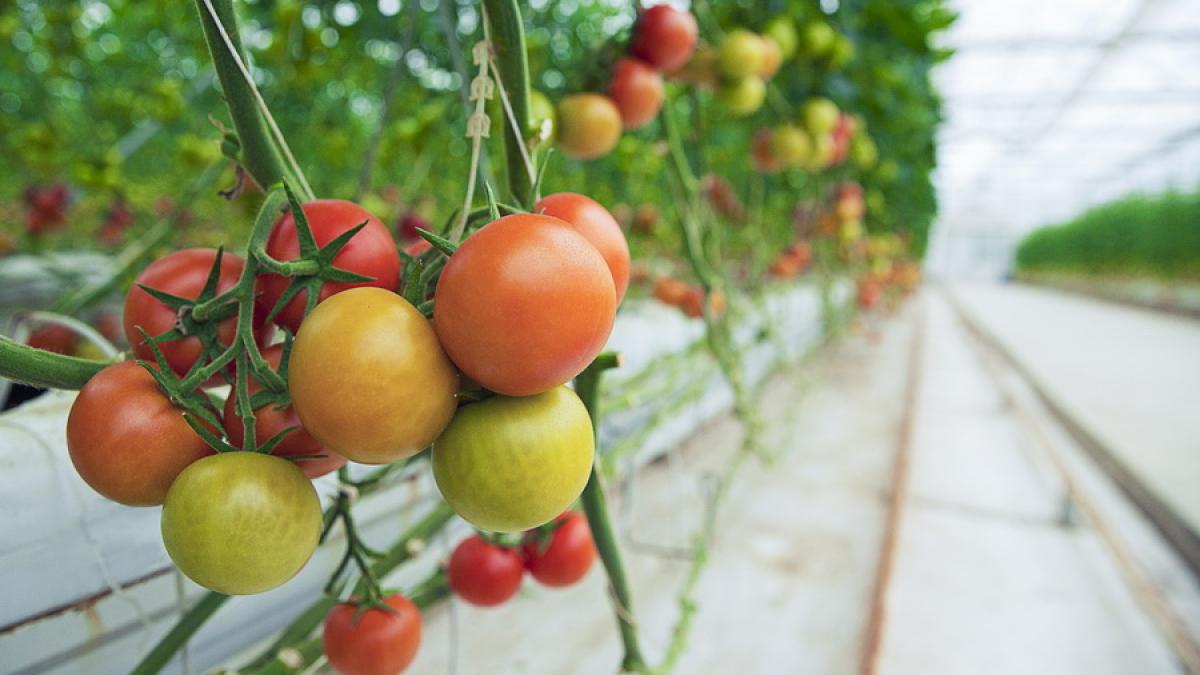 2742_resize_81415300