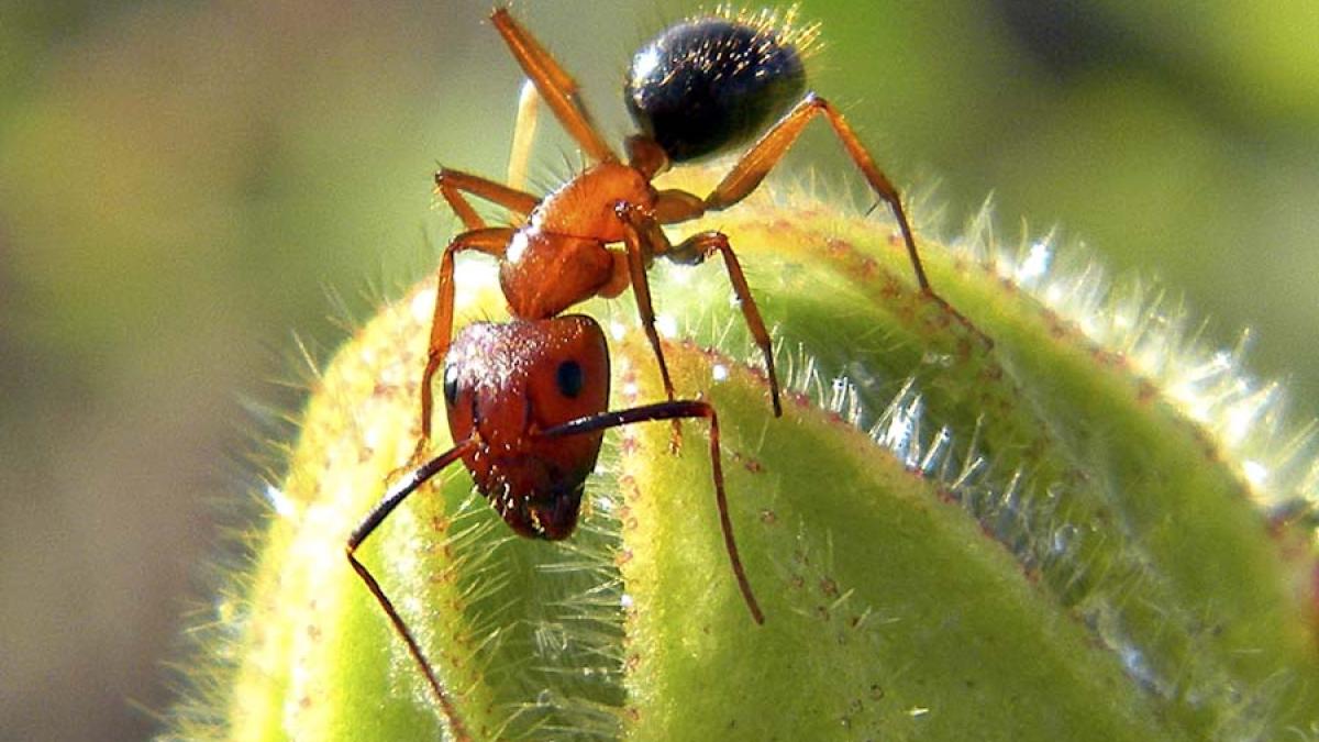camponotus_floridanus_worker_on_plant_1_84460700
