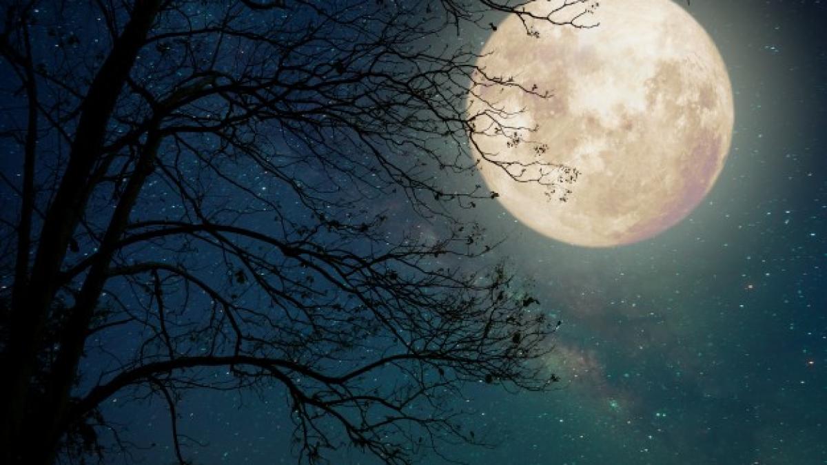 milky_way_star_night_skies_full_moon_old_tree_retro_style_artwork_with_vintage_color_tone_elements_this_moon_image_furnished_by_nasa_1484_363_23448100