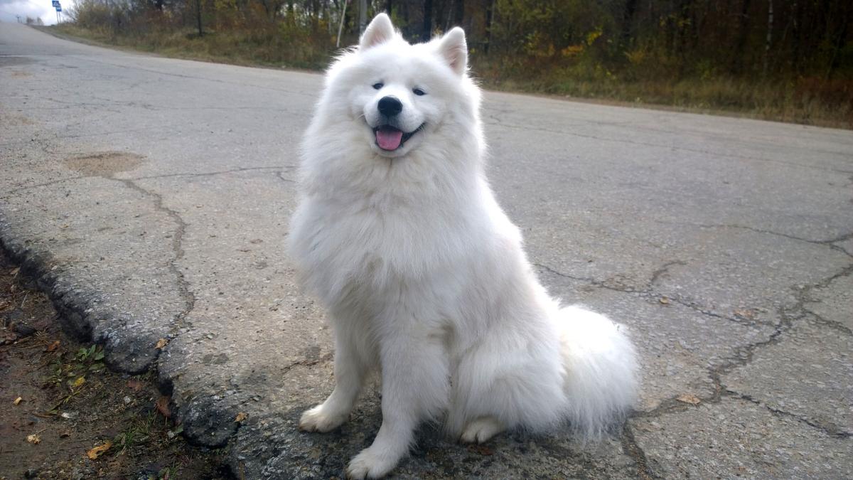 c4_samoyed_50989200