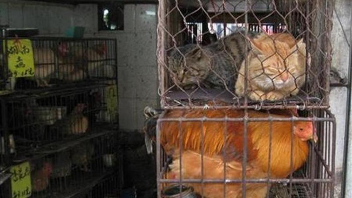 wild_369774415_sm_22272100