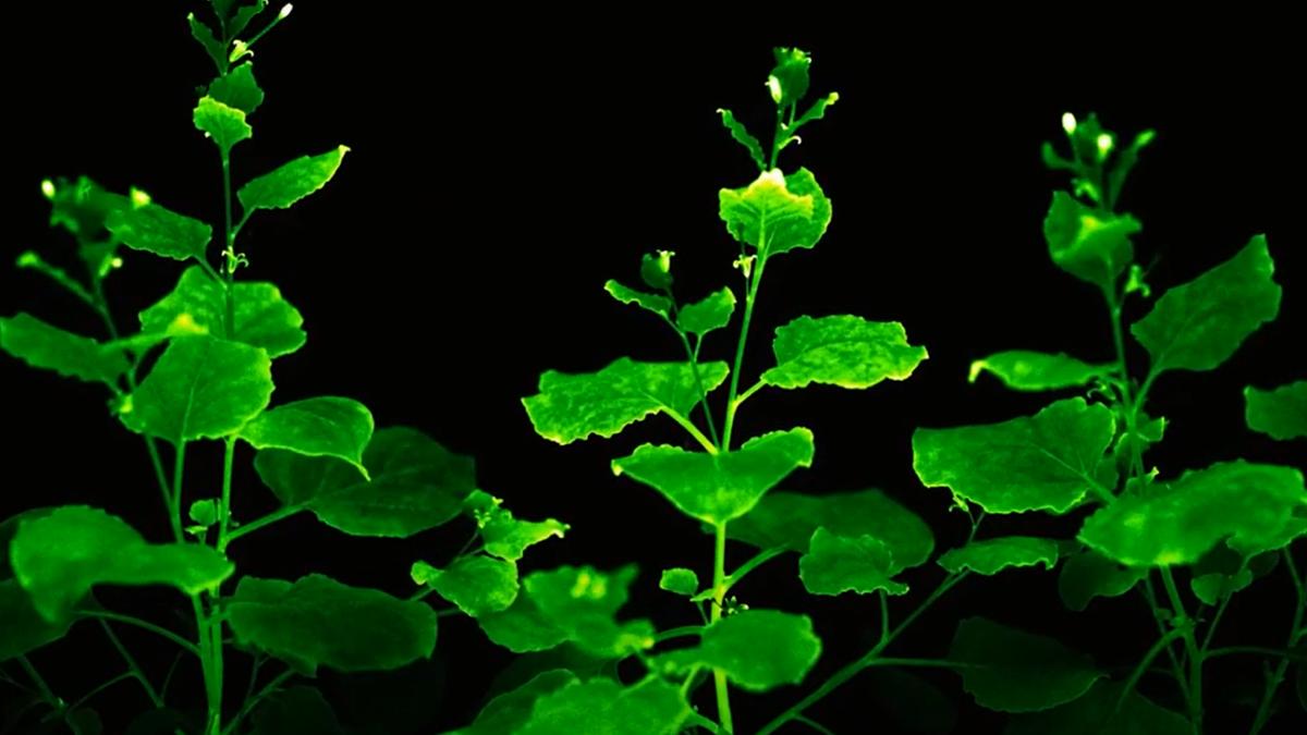 Oamenii de știință au reușit să CREEZE florile care emit lumină (VIDEO)
