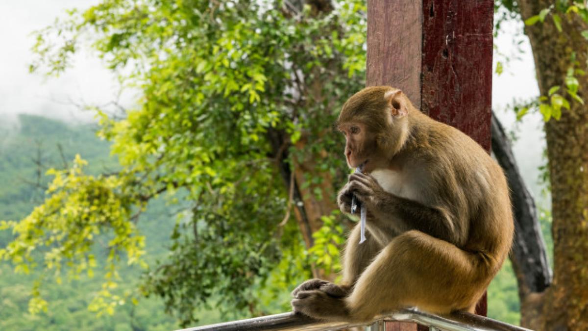 closeup_shot_rhesus_macaque_primate_monkey_sitting_metal_railing_eating_something_181624_928_07839800