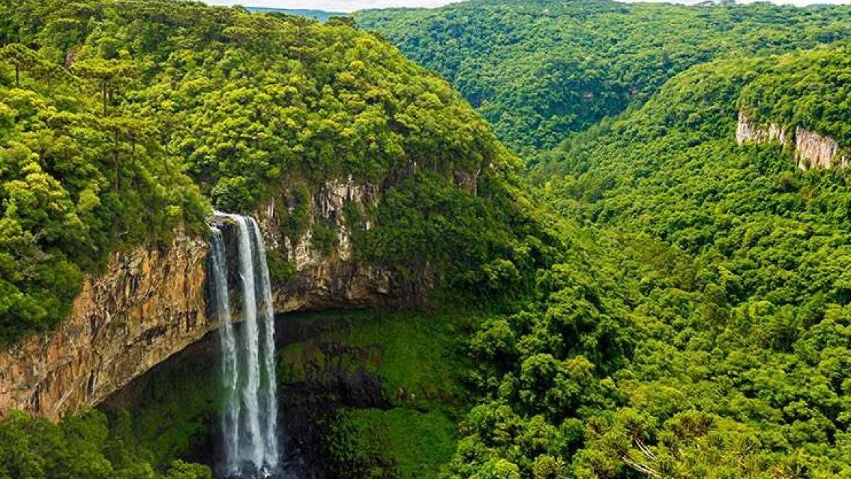 padurea_amazon_02254300