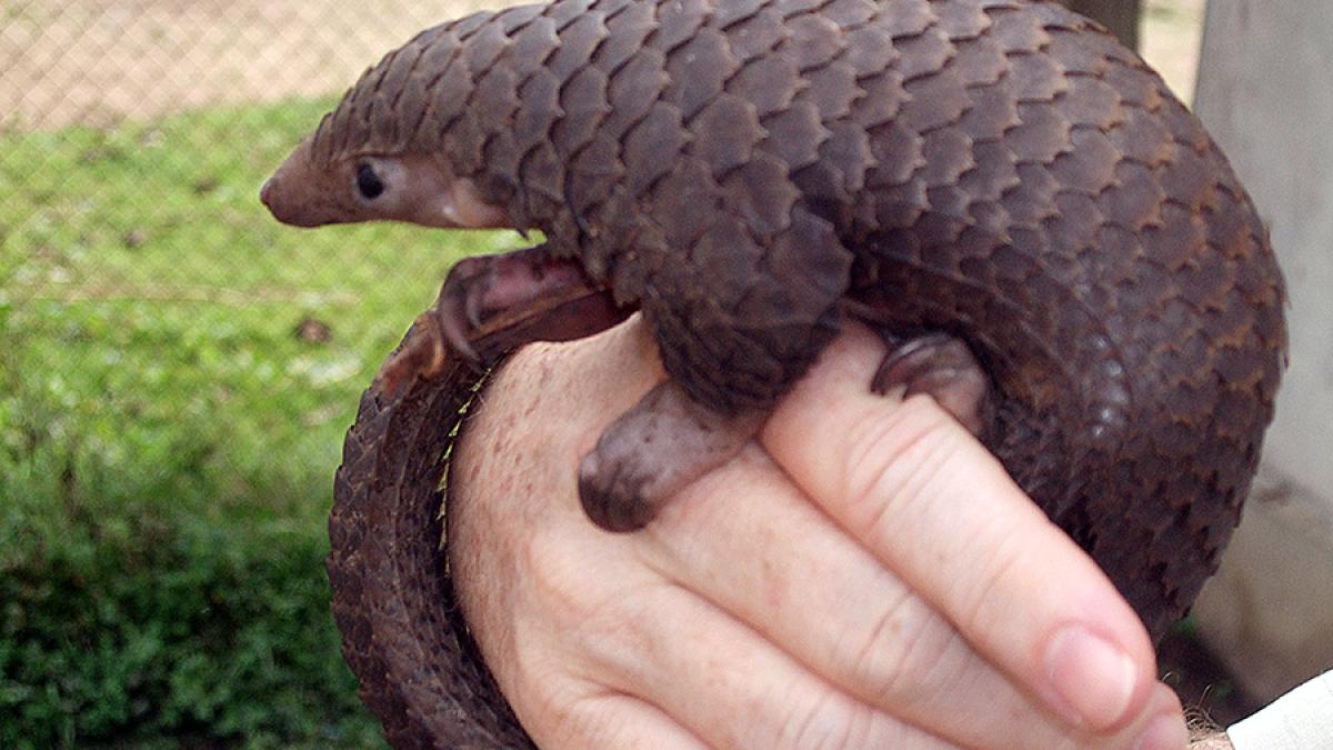 tree_pangolin_68960500