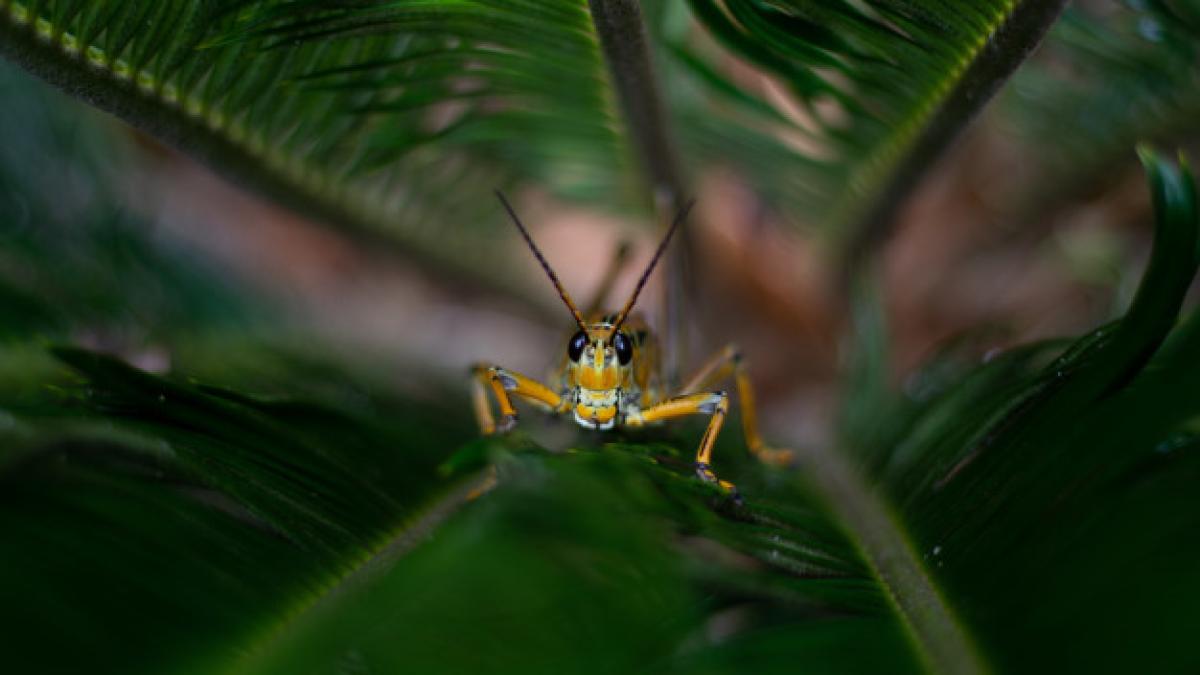 yellow_grasshopper_sitting_grass_garden_surrounded_by_greenery_with_blurry_background_181624_6266_74741700