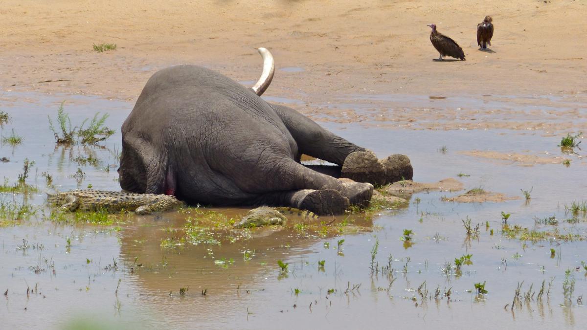 Nou risc de criză sanitară? Sute de elefanți au murit misterios VIDEO