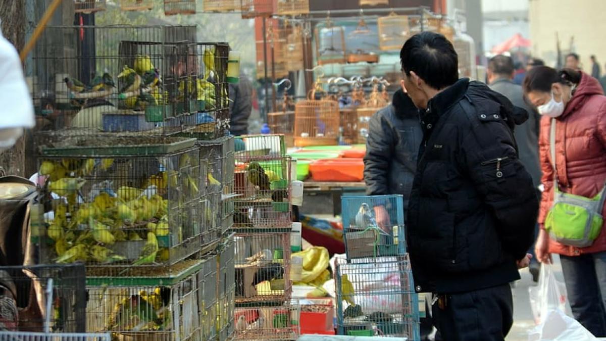 business_bird_market_market_animals_99047000