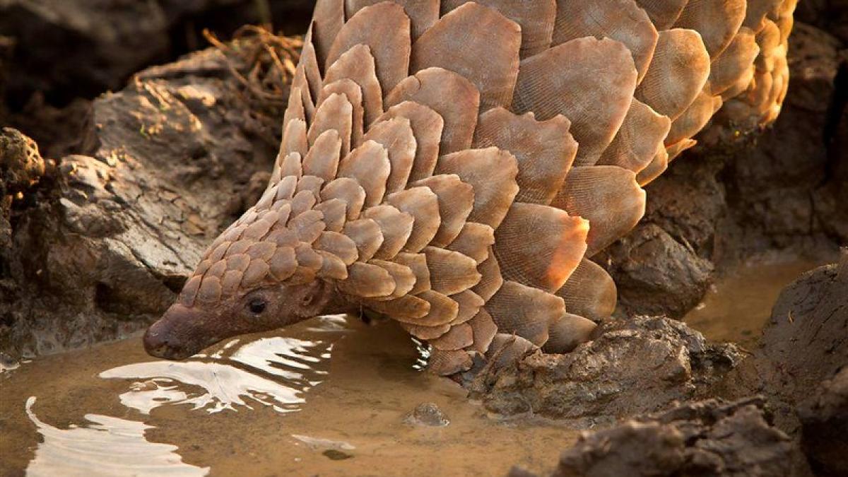 pangolin_07004100