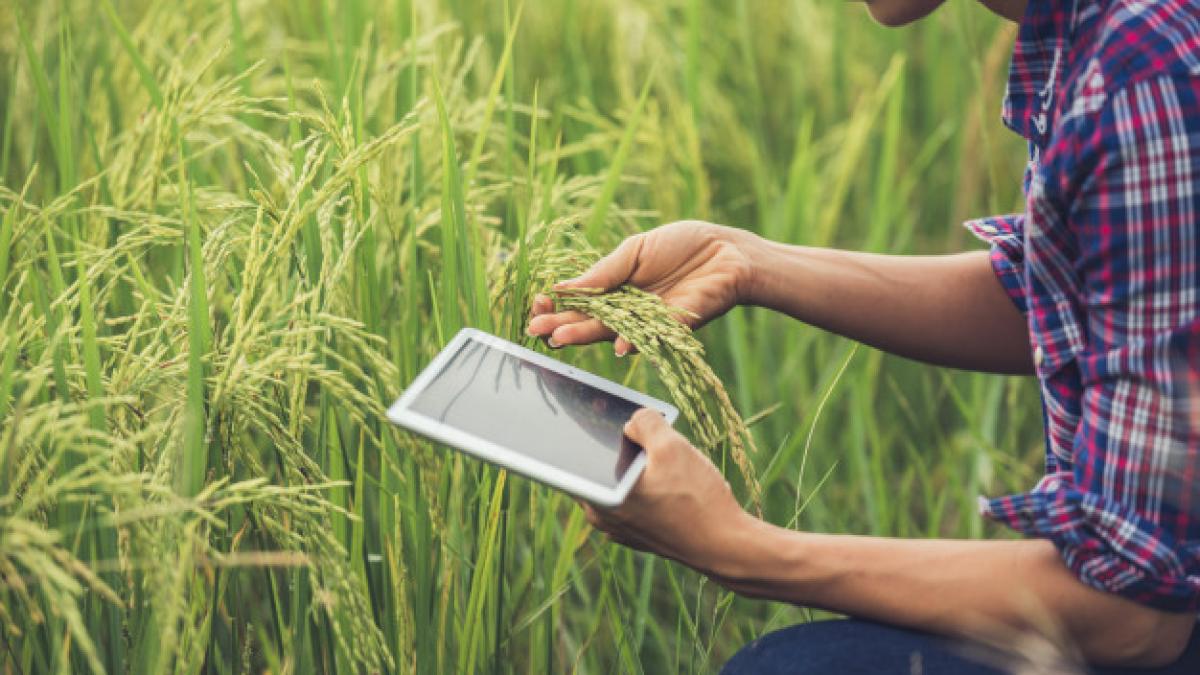 farmer_standing_rice_field_with_tablet_1150_6062_46367800