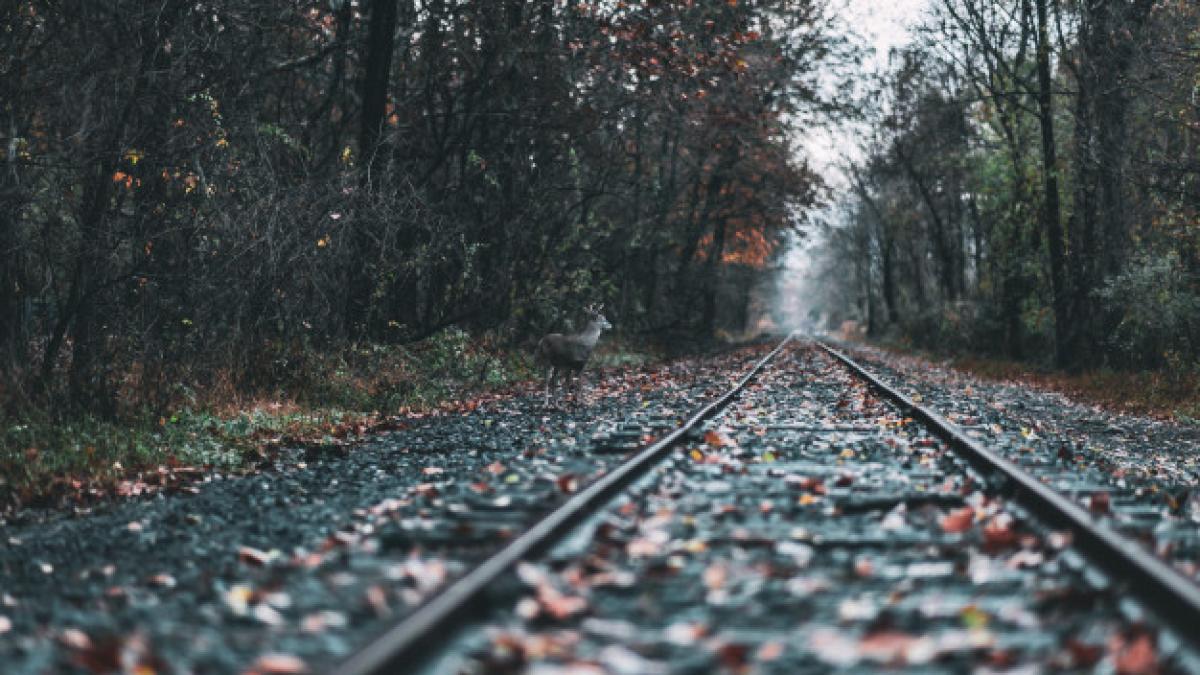 beautiful_shot_railway_forest_during_fall_181624_3885_19304600