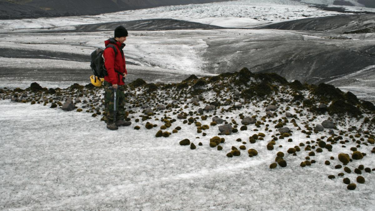 a_the_glacier_mice_of_the_falljoekull_iceland_2007_478_479_07202800