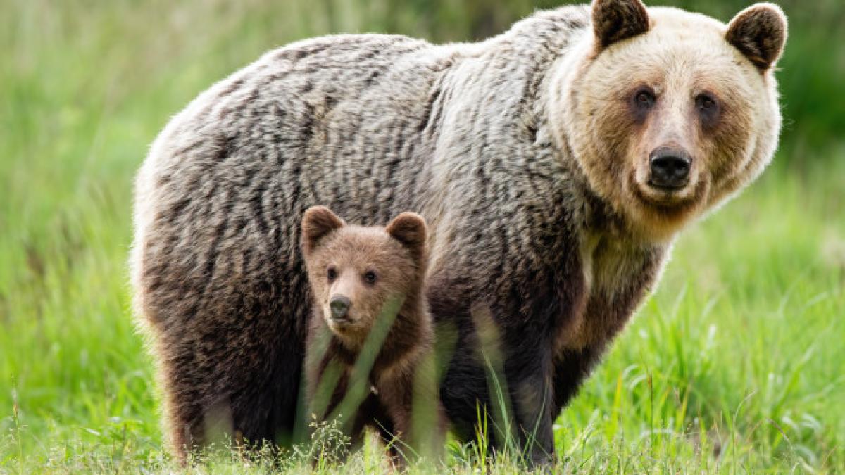 caring_she_bear_protecting_her_little_cub_from_danger_158217_18_51603300