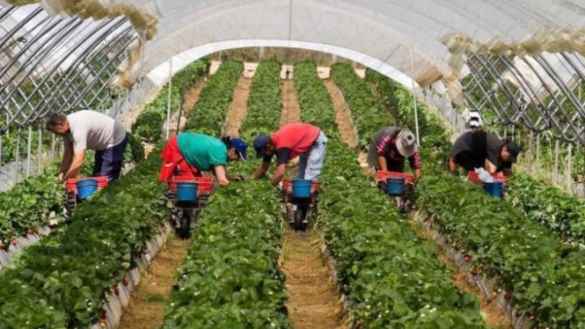 ferma_04531700_60797500