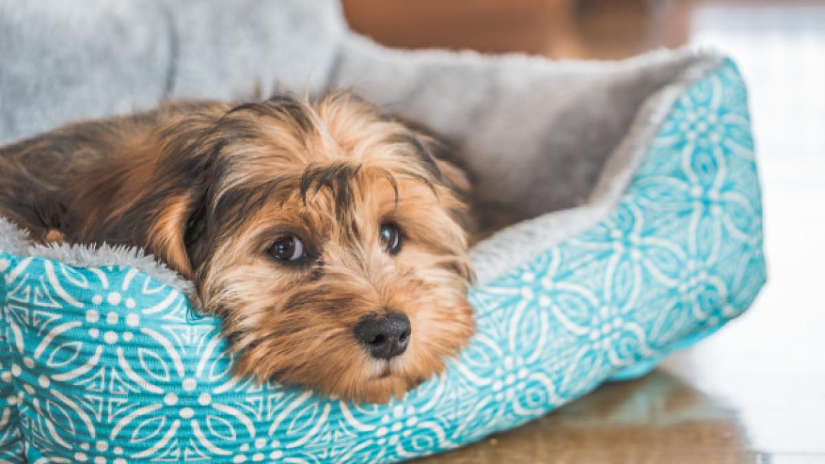 closeup_shot_cute_adorable_sad_looking_domestic_shih_poo_type_dog_indoors_181624_8336_83206100