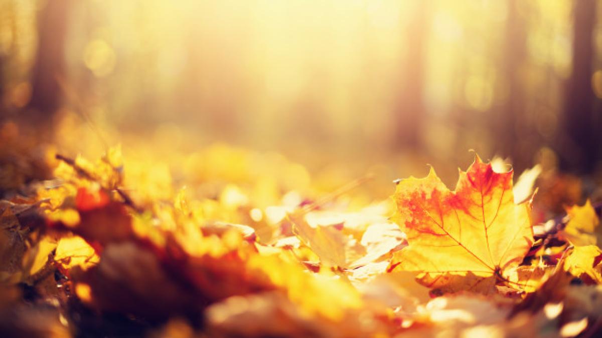 autumn_leaves_background_80743_2970_14634100