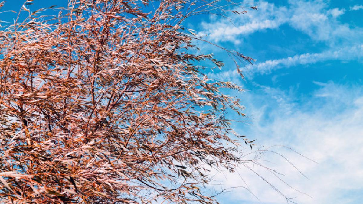 willow_branches_develop_influence_strong_wind_feathers_sky_resemble_feathers_164664_7_86381300