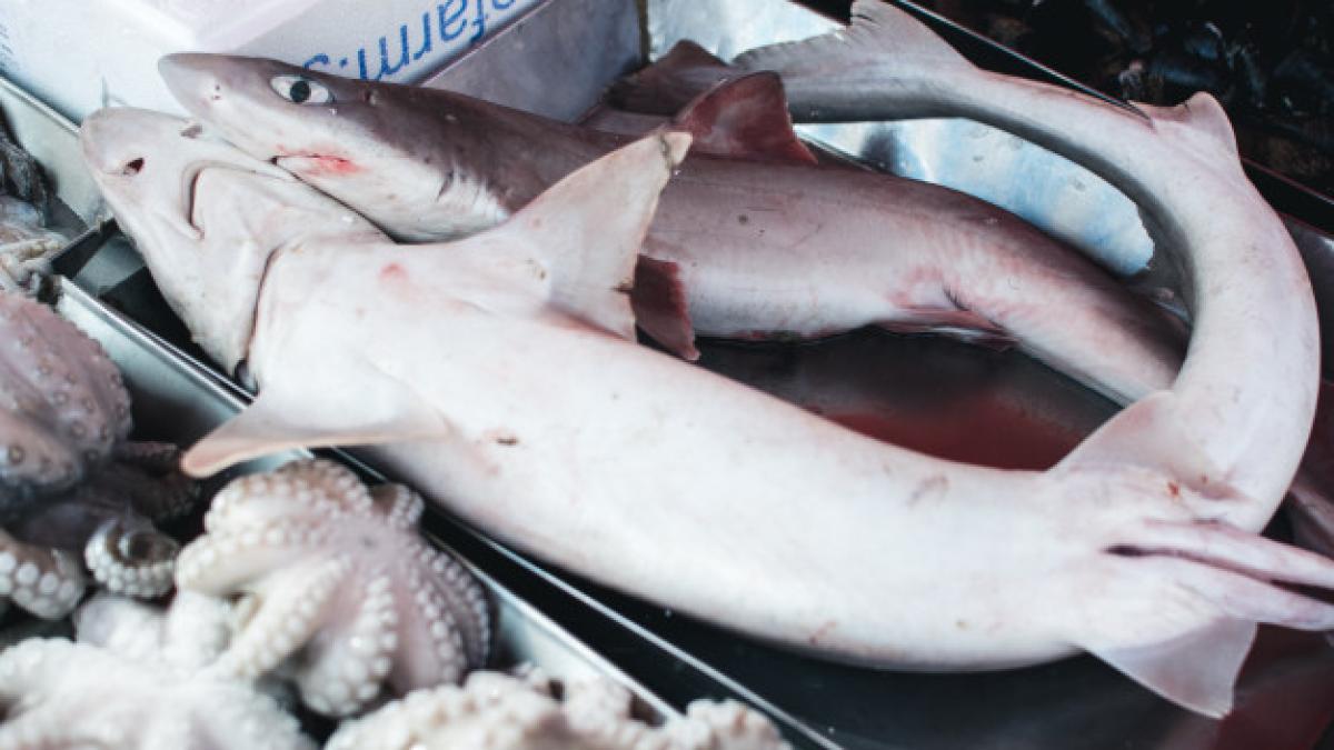 raw_shark_fish_market_449_19326200_29780900