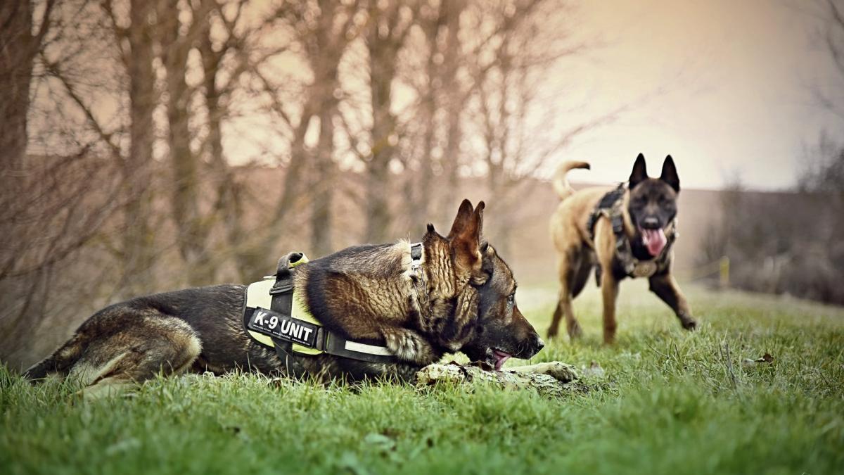 pexels_photo_1684634_02889000