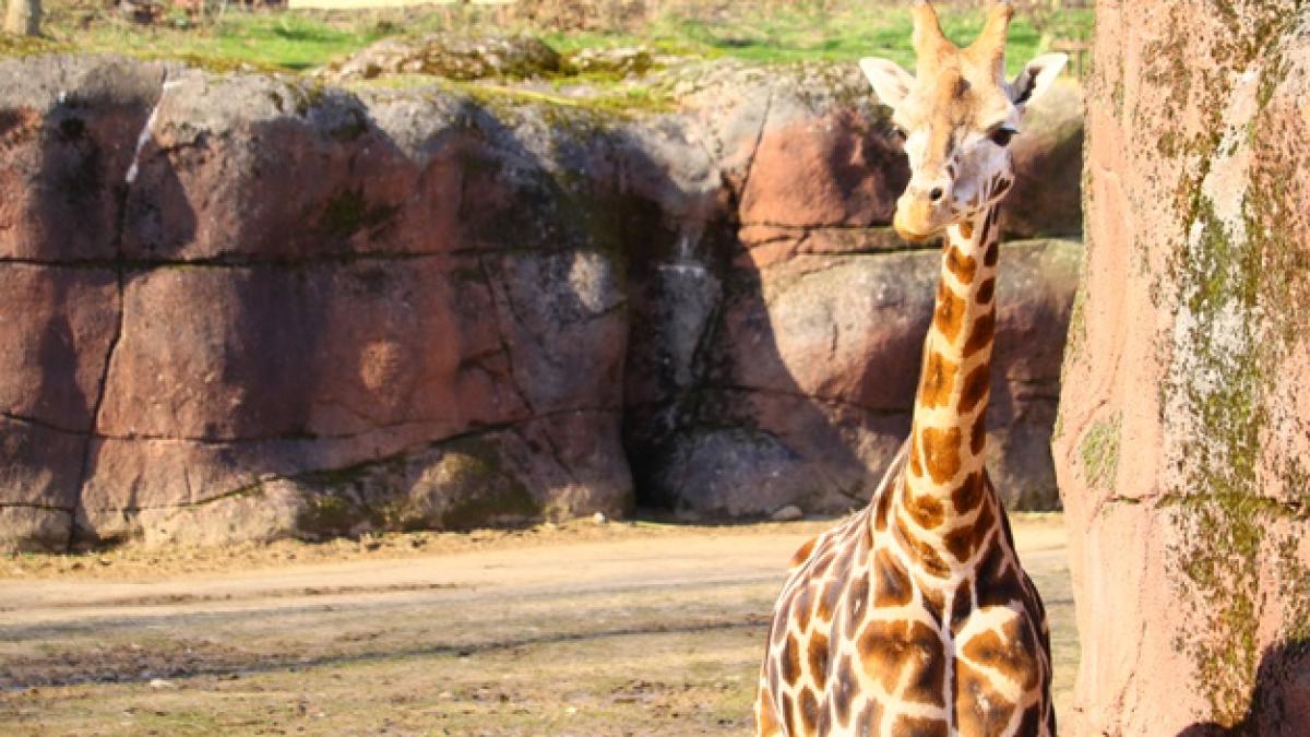 giraffe_standing_park_surrounded_by_grass_181624_16880_77443400