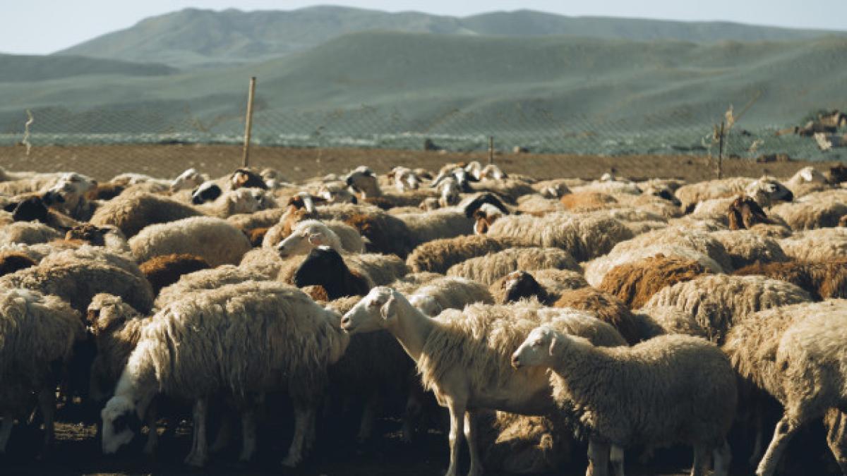 sheep_herd_181624_348_51880300