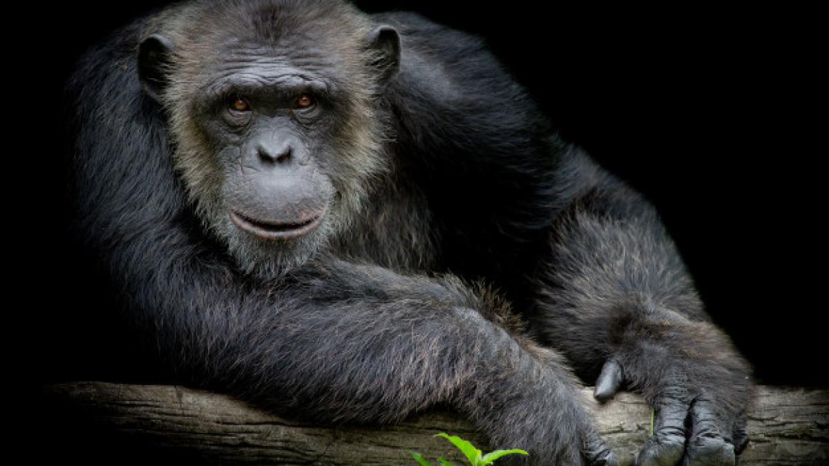 cute_chimpanzee_smile_catch_big_branch_look_straight_front_him_black_background_66869_57_03917700