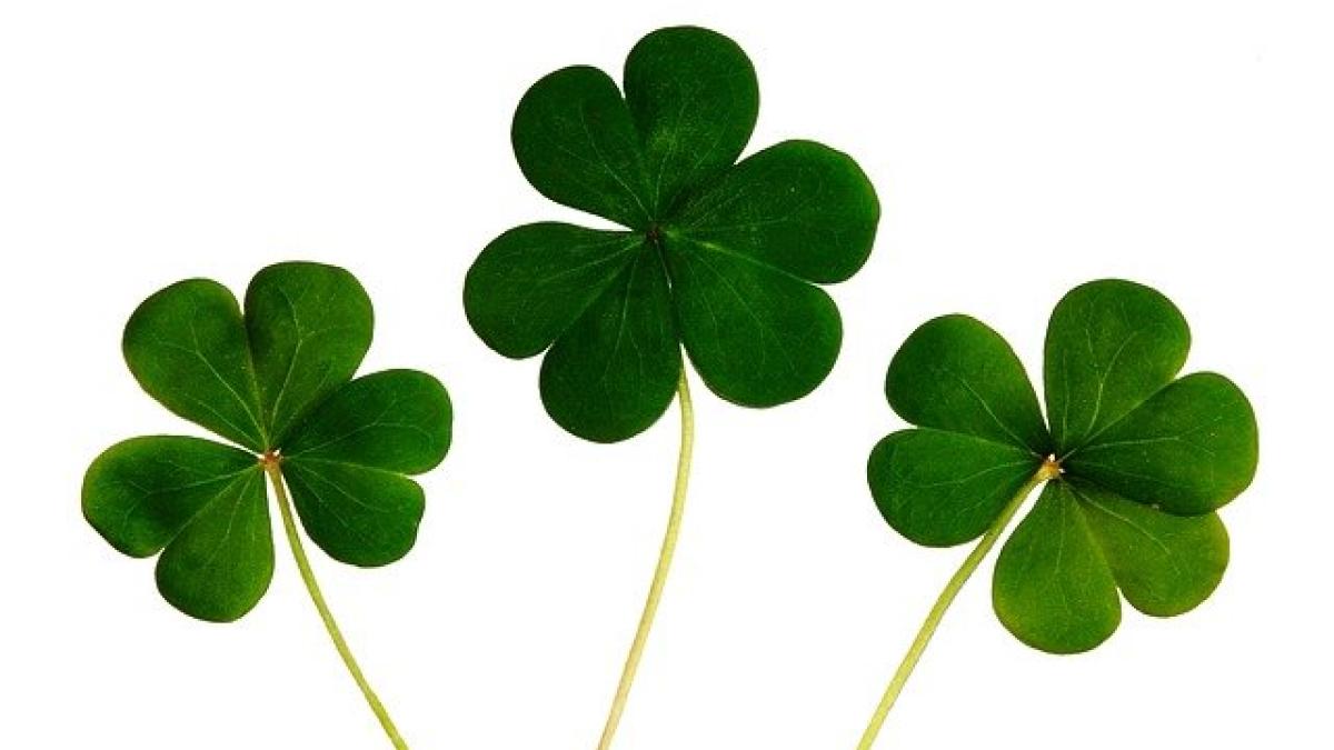 clover_445255_640_10410900