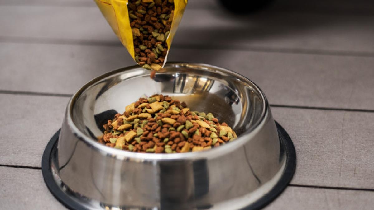 pouring_pet_food_into_bowl_53876_31324_37828900