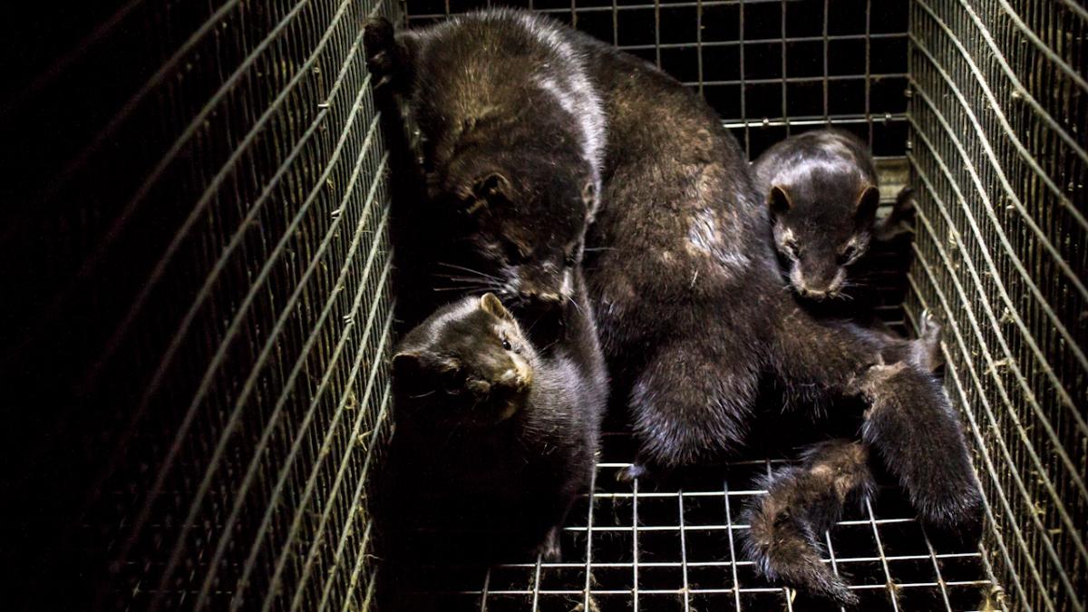 baltic_devon_mink_09_8502373227_98197500