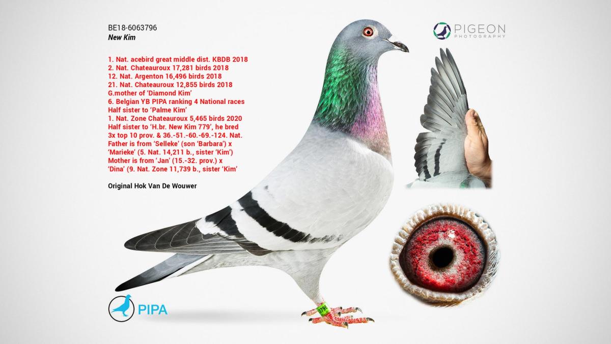 new_kim_racing_pigeon_auction_featured_image_61603000