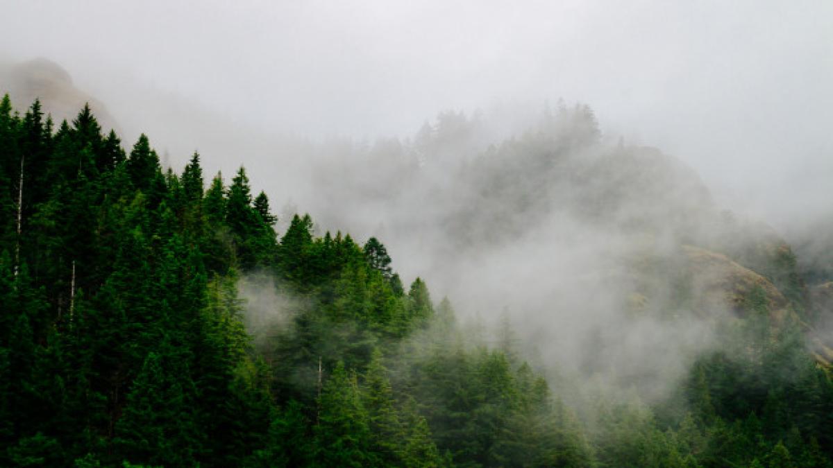beautiful_aerial_shot_forest_enveloped_creepy_mist_fog_181624_2659_23934700