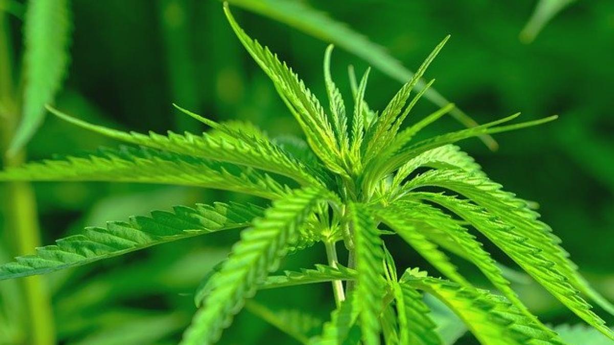 canabis_56085800