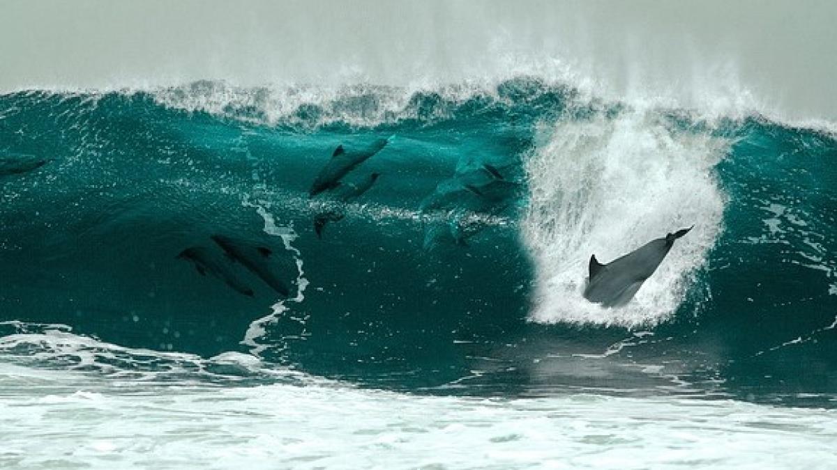 dolphin-2096828_640_11260700