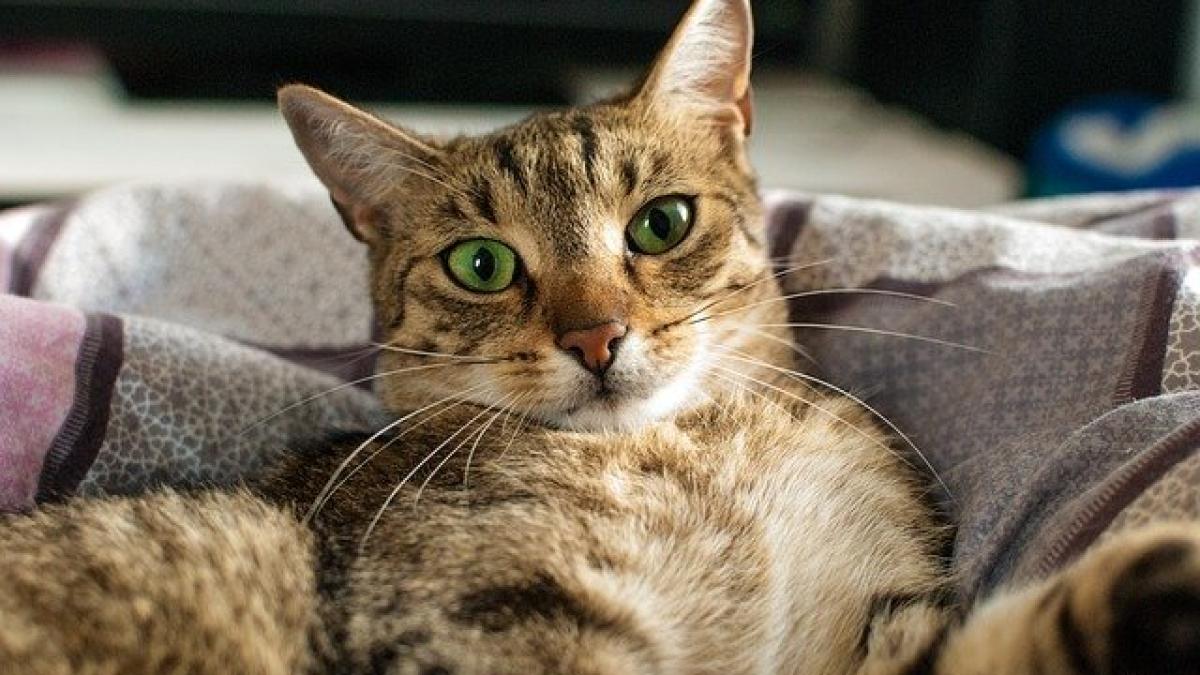 cat-2471506_640_00566300